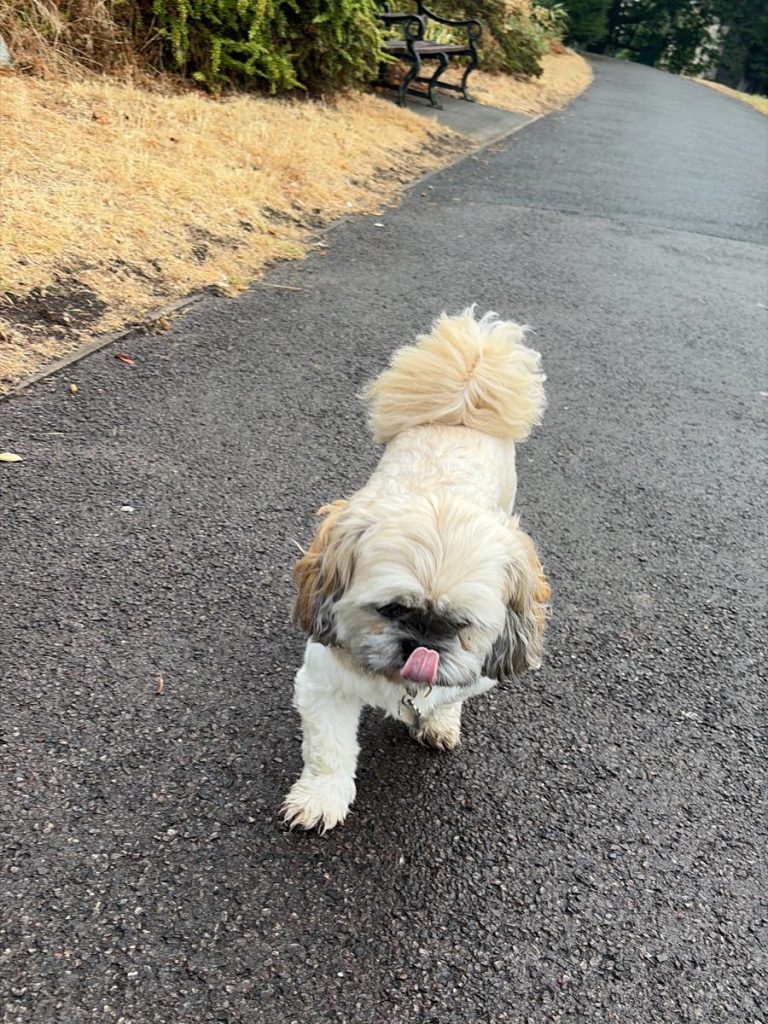 Benji